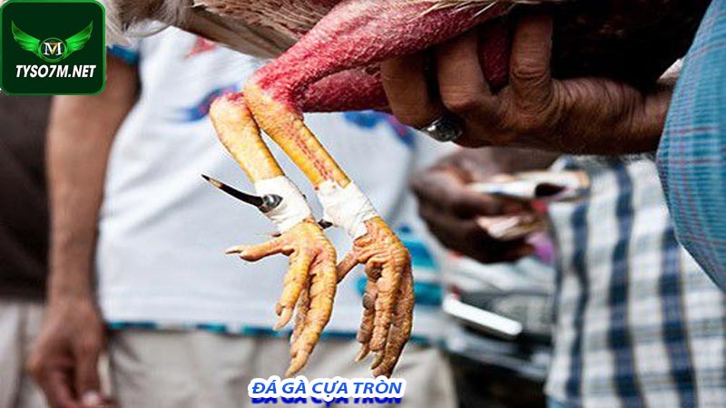 Đá Gà Cựa Sắt Là Gì? Những Điều Cần Biết Khi Tham Gia Đá Gà Cựa Sắt Tại Alo789 8 Đá gà cựa tròn