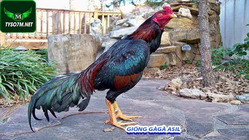 Đá Gà Cựa Sắt Là Gì? Những Điều Cần Biết Khi Tham Gia Đá Gà Cựa Sắt Tại Alo789 10 Giống gà chọi Asil