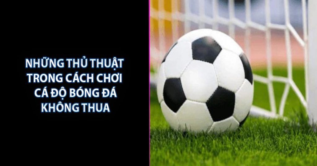 Bật Mí Cách Cá Độ Bóng Đá Cực Hay Cùng 79KING 8 Những thủ thuật trong cách chơi cá độ bóng đá không thua